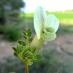 Vicia hybrida Blodyn