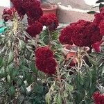 Celosia argentea 整株植物