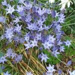 Triteleia laxaBlomst