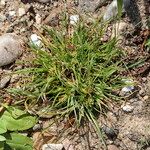 Cyperus michelianus Habit