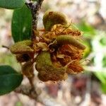 Cynometra ramiflora Fruit