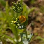 Blackstonia perfoliata Flower