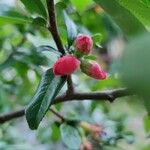 Chaenomeles japonicaFlower