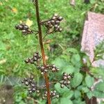 Scrophularia auriculata ഫലം