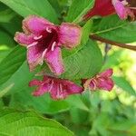 Weigela floridaÕis