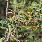 Berberis trifoliolata Hábito