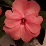 Impatiens walleriana 花