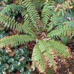 Dryopteris crassirhizoma Habitus