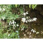 Silene stellata Flower