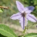 Solanum crispum Flower