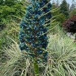 Puya alpestris Φύλλο