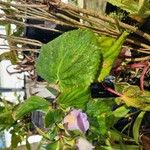 Gloxinia perennis Feuille