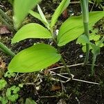 Polygonatum hirtum Ліст