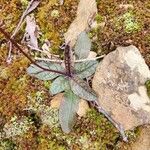 Hieracium venosum Leaf