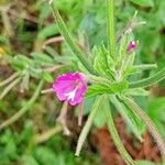 Epilobium hirsutumЦветок