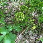 Aralia nudicaulis Gyümölcs