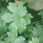 Bowlesia incana Yaprak