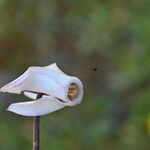 Cyclamen balearicum Flower