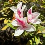 Rhododendron roseum 花