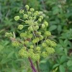 Angelica triquinata Kukka