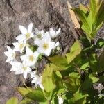 Deutzia gracilis Λουλούδι