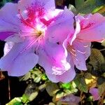 Rhododendron indicum Квітка