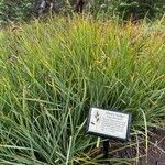 Carex spectabilis Hoja