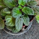 Saintpaulia ionantha Hoja