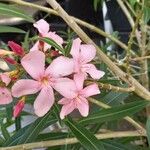 Nerium oleander Flor