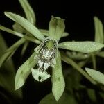 Coelogyne pandurata 花