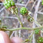 Rubus montanus Muu