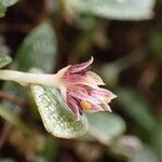 Bulbophyllum lyperocephalum