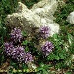 Veronica nummularia Plante entière