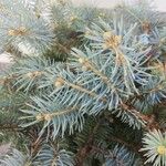 Picea pungens 花