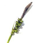 Carex panicea Floare