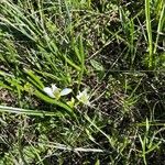 Dichodon cerastoides Flower