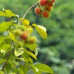 Nephelium lappaceum Fruit