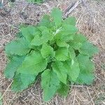 Arctium minusYaprak