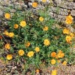 Cosmos sulphureus Hábito