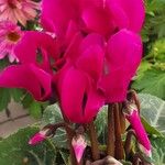 Cyclamen persicum Floro