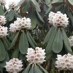 Rhododendron arizelum Flower