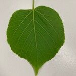 Tilia dasystyla List