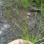 Fimbristylis autumnalis Habit