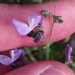 Trichostema dichotomum 花