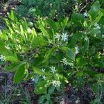 Lumnitzera racemosa 整株植物