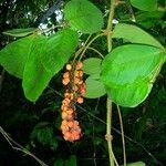 Paullinia rugosa Други