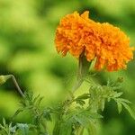 Tagetes erecta Лист