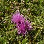 Cirsium acaulon अन्य