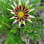 Gazania linearis Flower