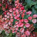 Cotoneaster nan-shan ഇല